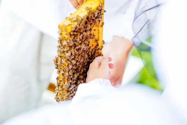 Včelař Dává Dětem Možnost Dotknout Prohlédnout Plástve — Stock fotografie