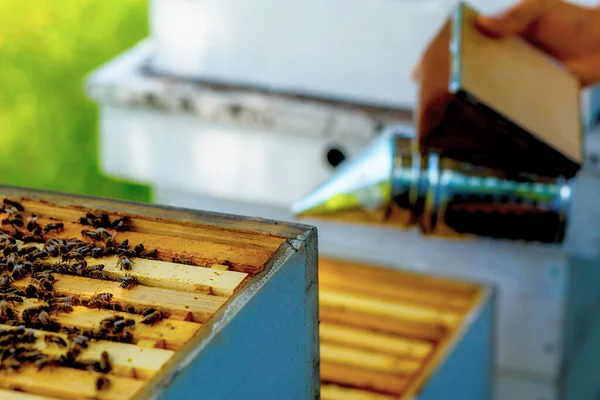 Kouřový Včelař Pro Zpracování Včel Kouřem — Stock fotografie