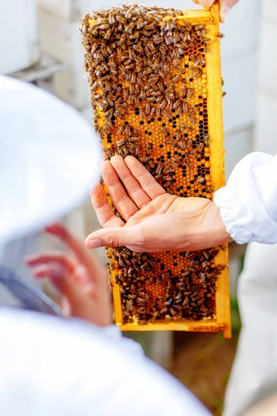 Včelař Dává Dětem Možnost Dotknout Prohlédnout Plástve — Stock fotografie