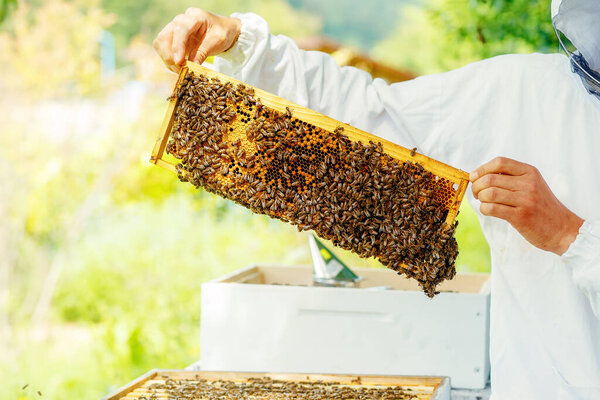 Beekeeper manipulating with honeycomb full of golden honey