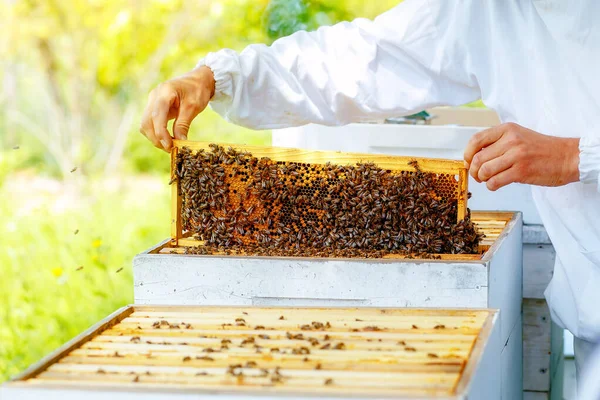 Včelař Manipuluje Medovým Hřebenem Plným Zlatého Medu — Stock fotografie