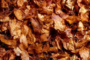 meşe yapraklarının arkaplan yapısı sıcak oktre tonlarında