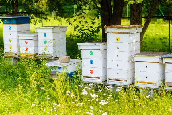 Bílé Včelí Úly Včelíně — Stock fotografie