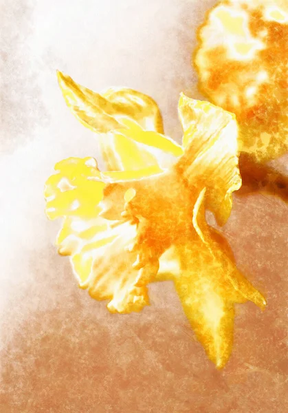 Gráfico Con Flor Amarilla Narciso Brillante Narciso —  Fotos de Stock
