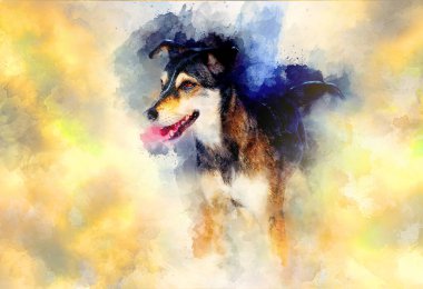 Köpek ve soyut arkaplan, güzel renk benekleri yapısı