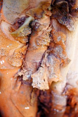 Ağaç kabuğu, detaylı yapısal desen. Kahverengi arkaplan