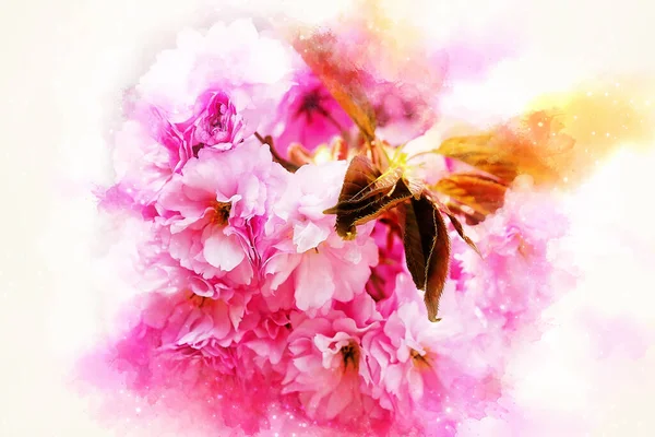Rózsaszín Sakura Virág Virágzik Lágyan Elmosódott Akvarell Háttér — Stock Fotó