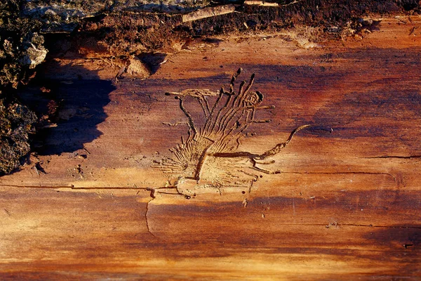 木材中的蚯蚓结构 木材背景 — 图库照片