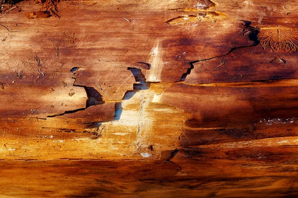 Wooden Detailed Structural Pattern Brown Color Background — Stock Photo, Image