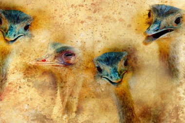 Grafiksel yapılandırılmış arka planda devekuşu başlıkları