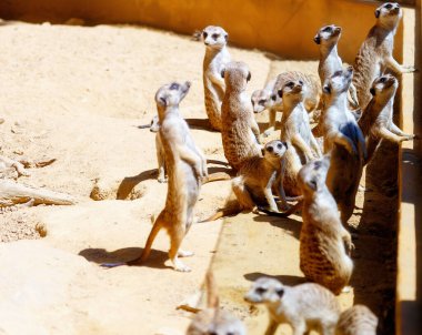 Kumda mirket, Suricata suricatta. Kahverengi renk