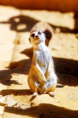 Kumda mirket, Suricata suricatta. Kahverengi renk