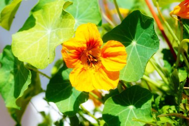 Çiçek açmış siyah yaprak bitleri. portakal çiçeği.