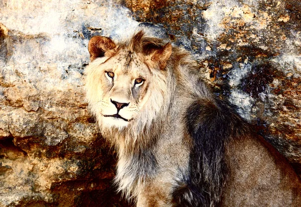 Beau Lion Reposant Soleil Fond Rocheux — Photo