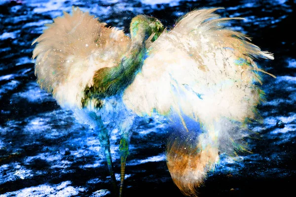 Страусиная Птица Красивыми Белыми Перьями Графическом Фоне — стоковое фото