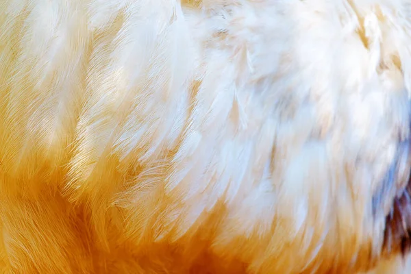 Vogelfedern Weiße Und Orangefarbene Federn — Stockfoto