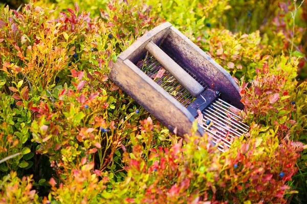 Comb Picking Blueberries Beautiful Photos Blur Background — Stock Photo, Image