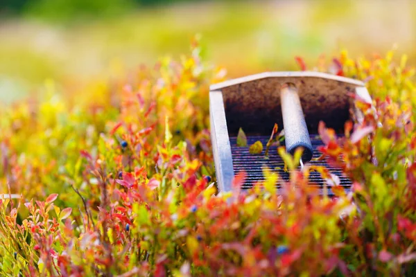 Comb Picking Blueberries Beautiful Photos Blur Background — Stock Photo, Image