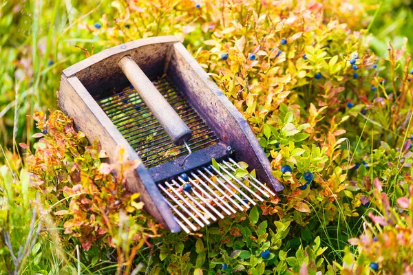 Comb Picking Blueberries Beautiful Photos Blur Background — Stock Photo, Image