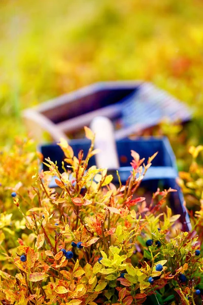 Comb Picking Blueberries Beautiful Photos Blur Background — Stock Photo, Image