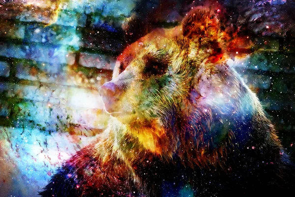 Могутній Ведмідь Космосі Фотографії Графічним Ефектом Комп Ютерний Колаж Космічний — стокове фото