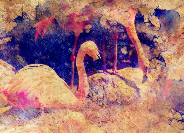 Bela Ave Cor Vermelha Phoenicopterus Ruber Flamingo Vermelho Efeito Gráfico — Fotografia de Stock