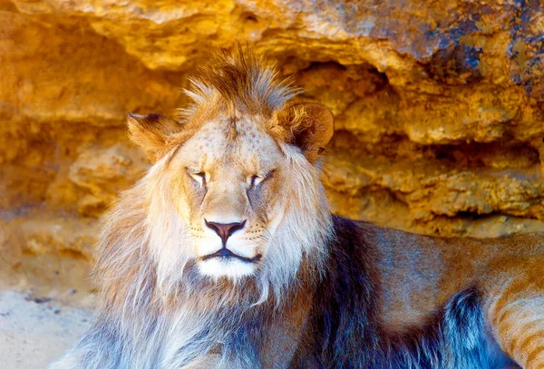 Beau Lion Reposant Soleil Fond Rocheux — Photo