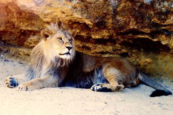 Beautiful Lion Resting Sunshine Rock Background — Stock Photo, Image