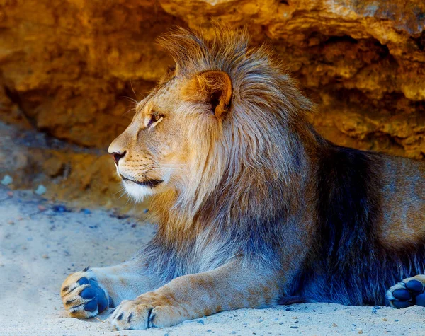 Lindo Leão Descansando Sol Fundo Rocha — Fotografia de Stock