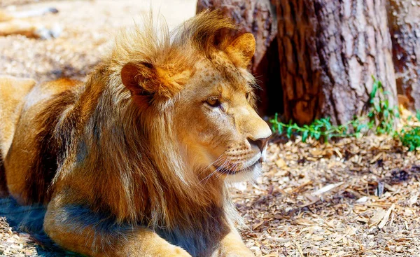 Hermoso León Descansando Bajo Sol Retrato Perfil — Foto de Stock