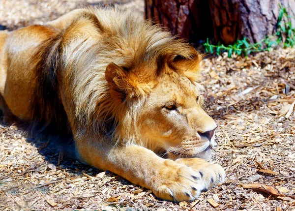 Lindo Leão Descansando Sol Fundo Borrão — Fotografia de Stock