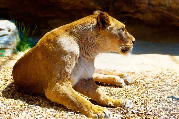 Beautiful Lioness Resting Sunshine Rock Background — Stock Photo, Image