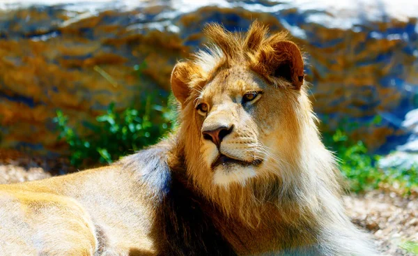 Όμορφο Λιοντάρι Ξεκουράζεται Στον Ήλιο Θολό Φόντο — Φωτογραφία Αρχείου