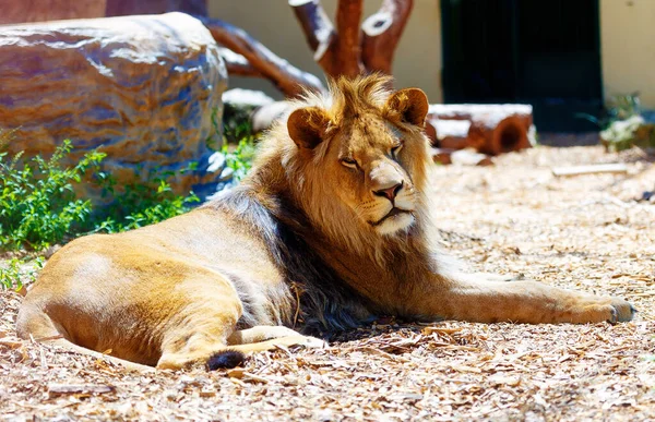 Όμορφο Λιοντάρι Ξεκουράζεται Στον Ήλιο Θολό Φόντο — Φωτογραφία Αρχείου