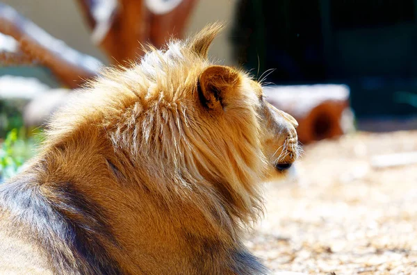 Beautiful Lion Resting Sunshine Blur Background — Stock Photo, Image