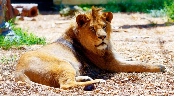 Lindo Leão Descansando Sol Fundo Borrão — Fotografia de Stock