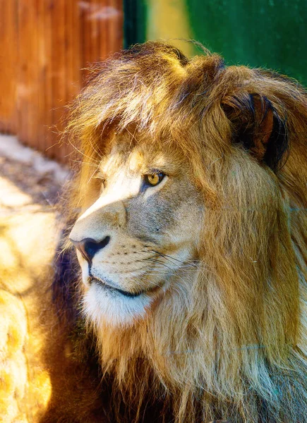 Όμορφο Πρόσωπο Λιονταριού Πορτραίτο Προφίλ Θολό Φόντο — Φωτογραφία Αρχείου