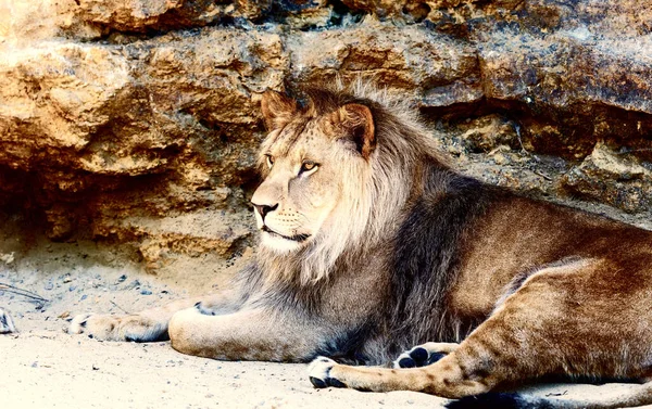 Beautiful Lion Resting Sunshine Rock Background — Stock Photo, Image