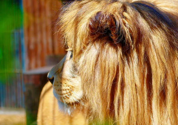 Όμορφο Λιοντάρι Ξεκουράζεται Στον Ήλιο Πορτραίτο — Φωτογραφία Αρχείου