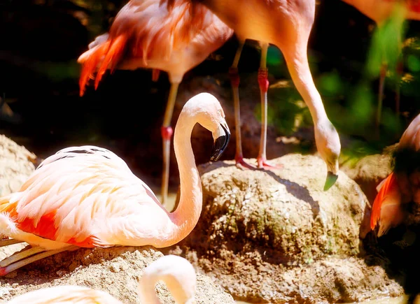 Bel Oiseau Couleur Rouge Phoenicopterus Ruber Flamant Rose — Photo