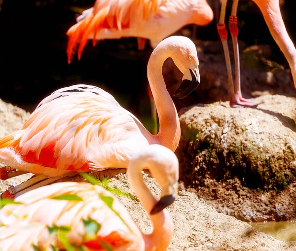 Bel Oiseau Couleur Rouge Phoenicopterus Ruber Flamant Rose — Photo