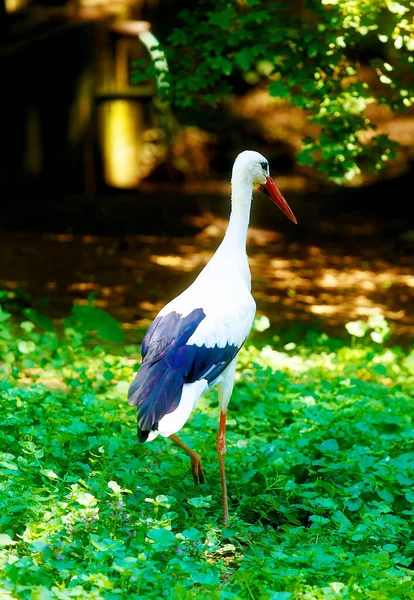 鳥のコウノトリ 緑の自然背景 白と黒の鳥 — ストック写真