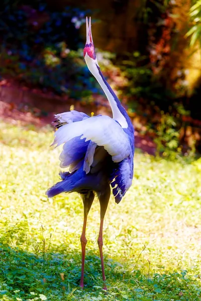 Bel Oiseau Fond Nature Flou Oiseau Couleur — Photo