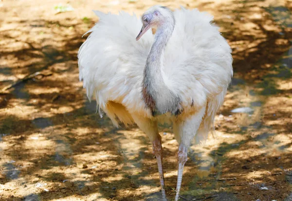 Oiseau Autruche Fond Flou Struthio Camelus — Photo