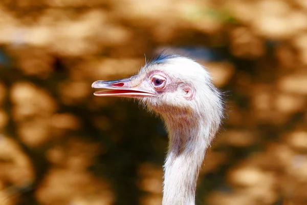 Bird Ostrich Blur Background Struthio Camelus — Stock Photo, Image