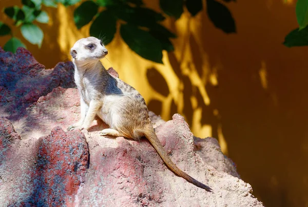 Meerkat Klippen Suricata Suricatta Brun Baggrund - Stock-foto