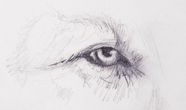 Aslan gözü. Eski kağıt üzerine hayvan çizimi