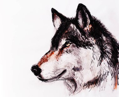 Eski kağıda kurt resmi çizmek, orijinal el çizimi.