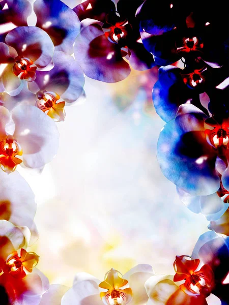 Flower Abstract Color Background Orchid Flower — Stock Photo, Image