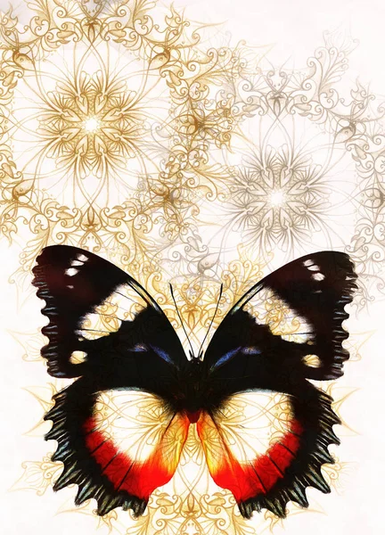 Couleur Papillon Avec Ornement Fond Blanc — Photo